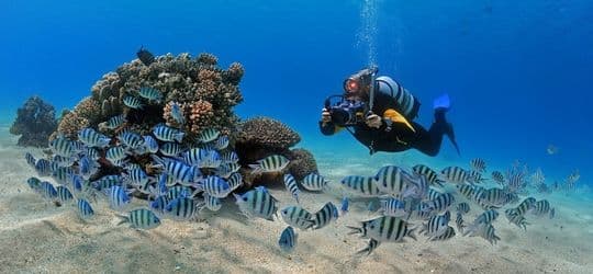 Underwater Exploration: How to Scuba Dive? Places to Scuba Dive in Türkiye